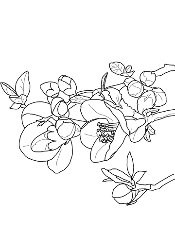 Quince Flower Coloring Page